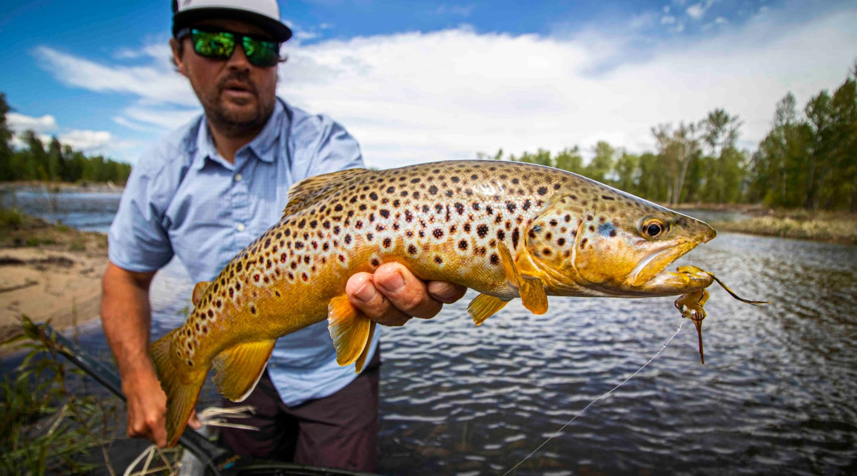 man holds a brown trout while fly fishing