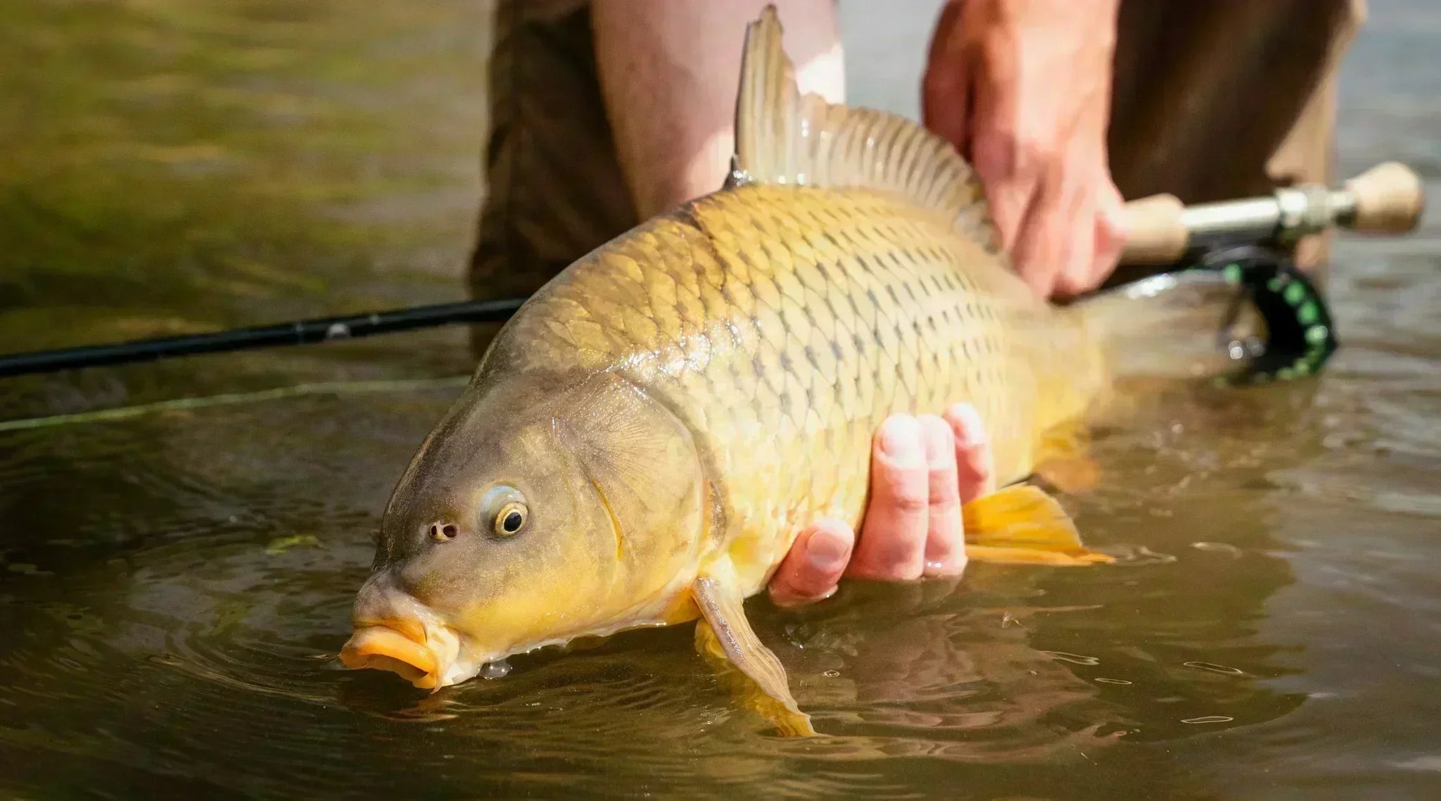 Beat The Heat: Warmwater Fly Fishing For Bass, Pike, and More