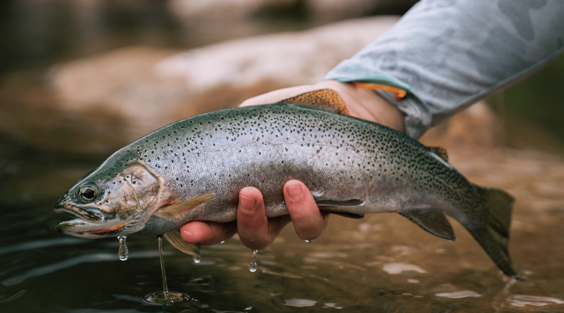 Best Fly Fishing Spots In & Around Missoula