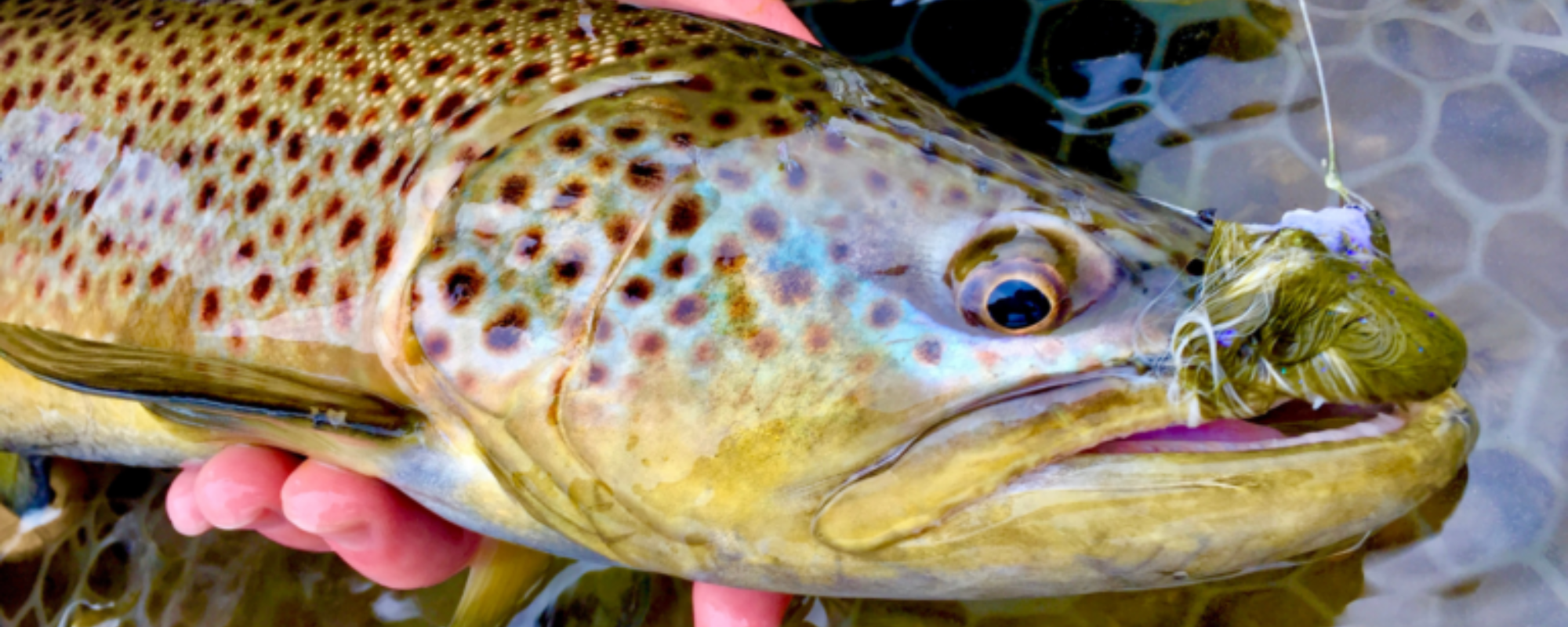 https://cdn.shopify.com/s/files/1/0581/3439/6992/articles/fly-fishing-streamers.png?v=1738703674