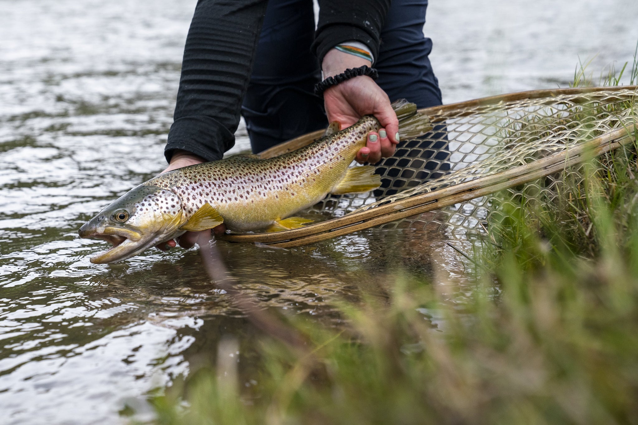 an angler holds a brown trout over a net