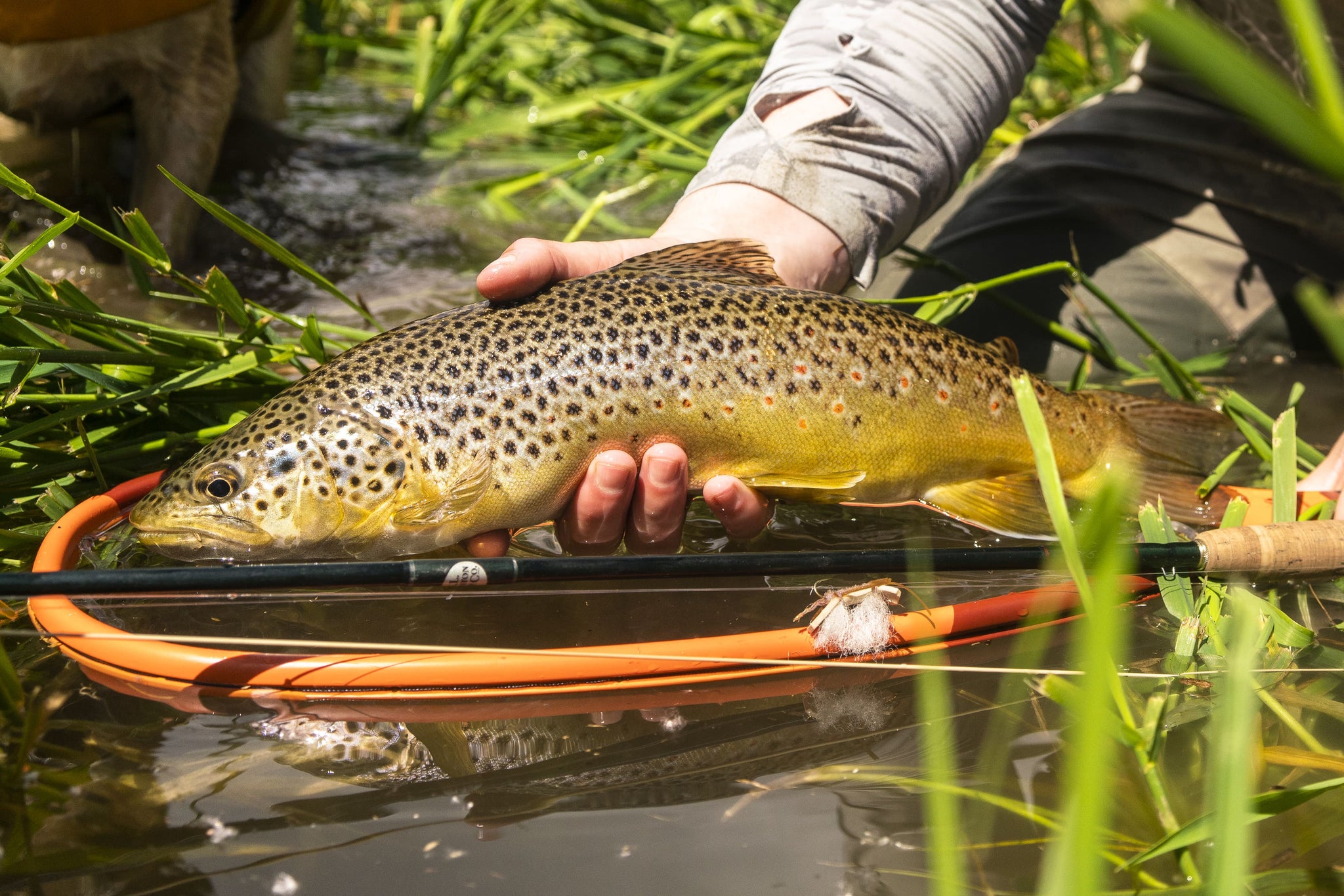 an angler holds a brown trout above a river
