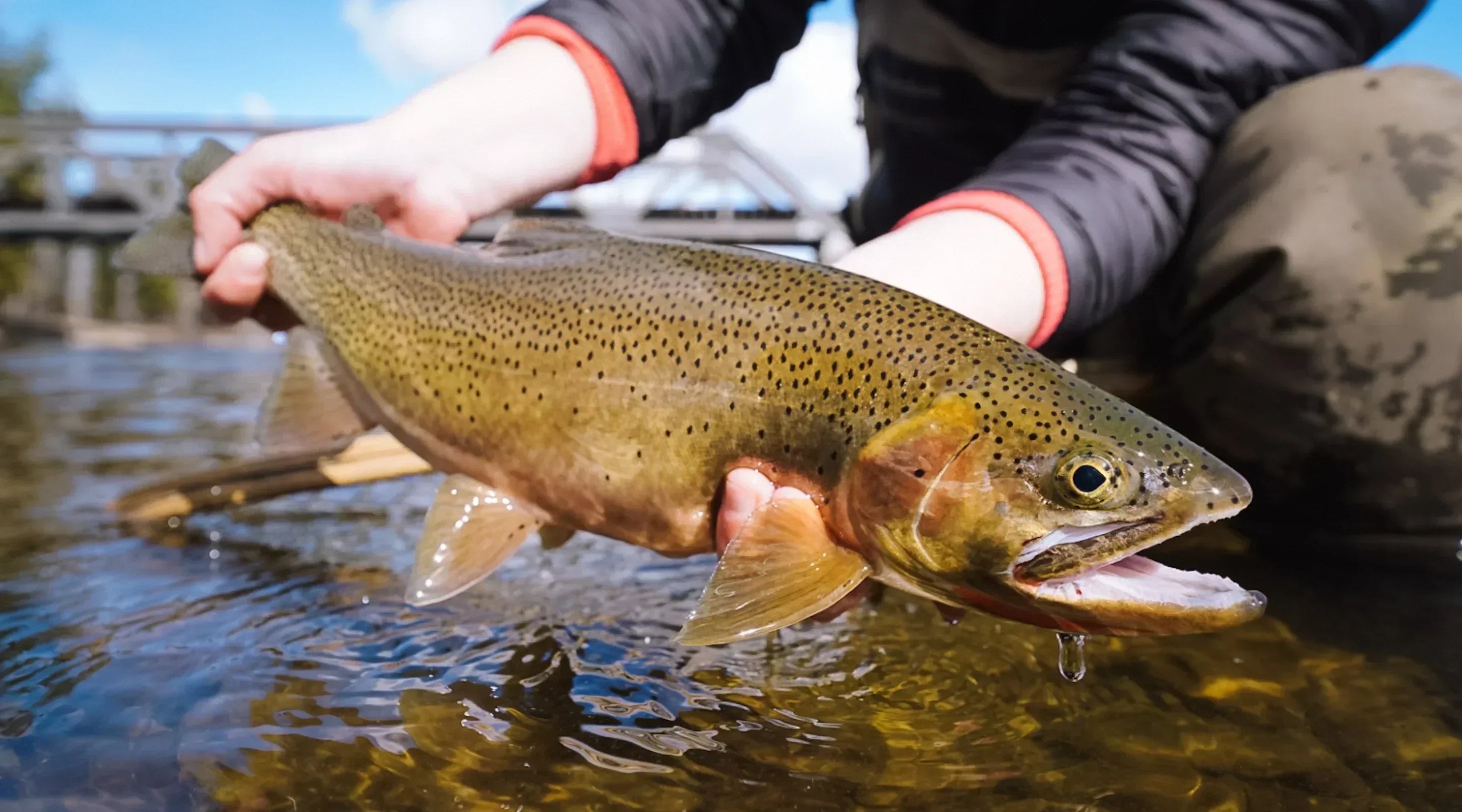 Tips For Becoming a Better Dry Fly Angler