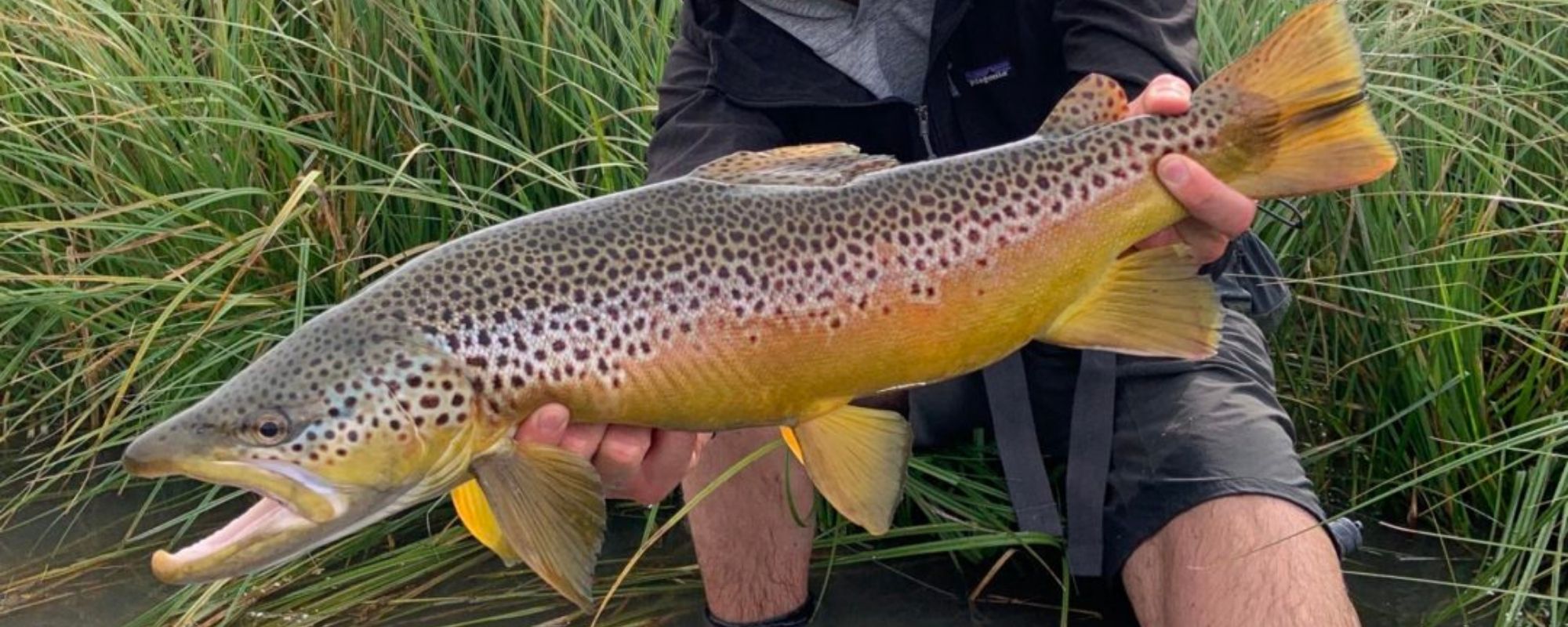 montana-brown-trout