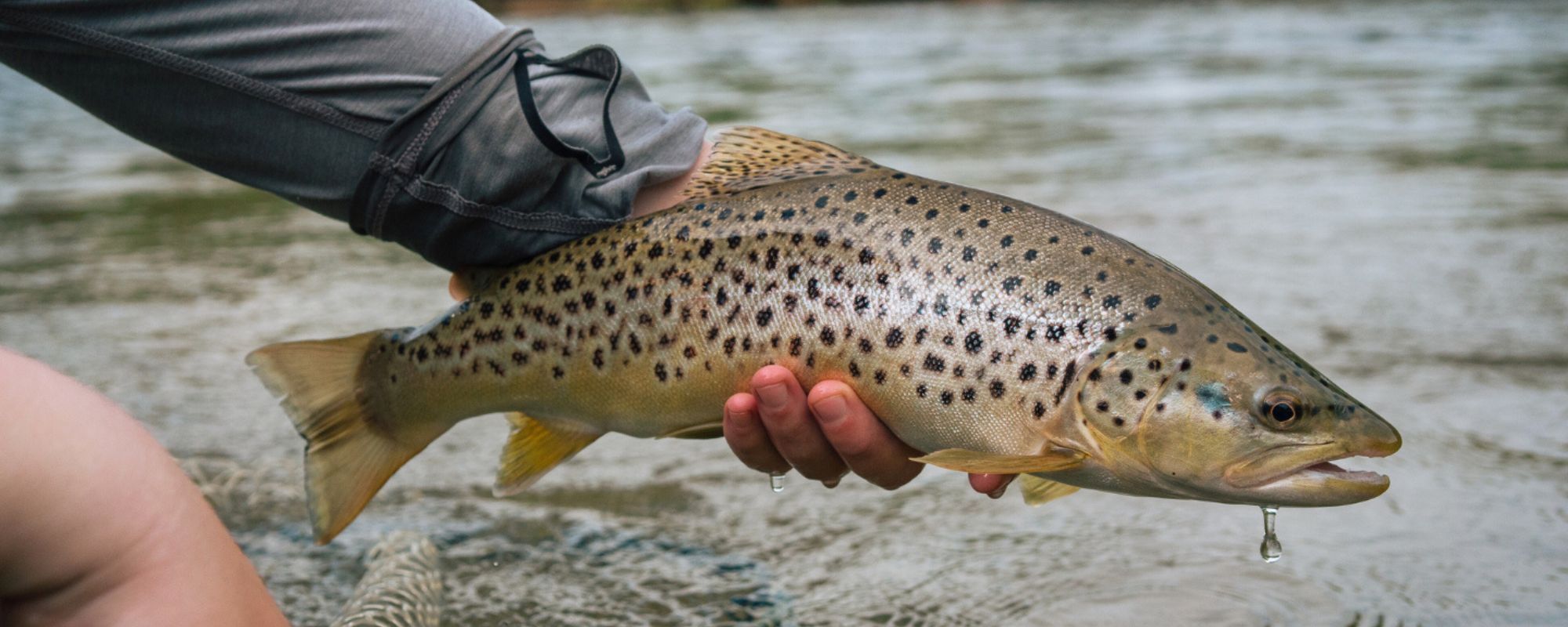 Hoot Owl Restrictions in Montana: Where To Go Fly Fishing