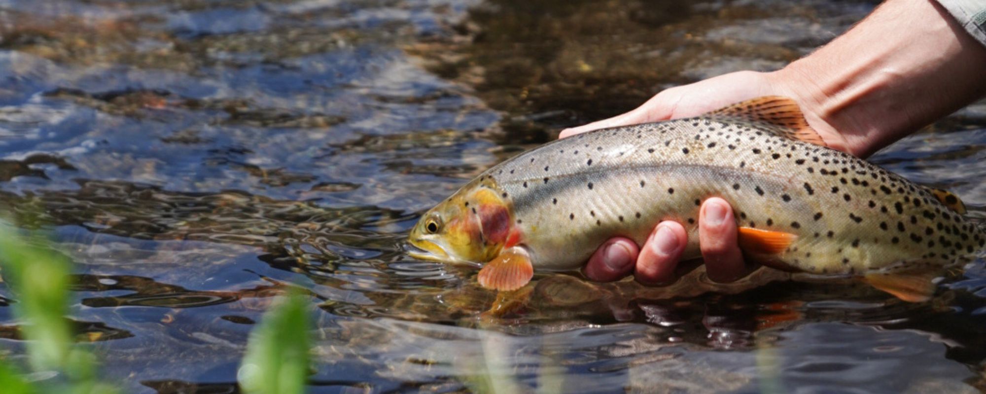 Fly Fishing Yellowstone National Park: Angler’s Paradise