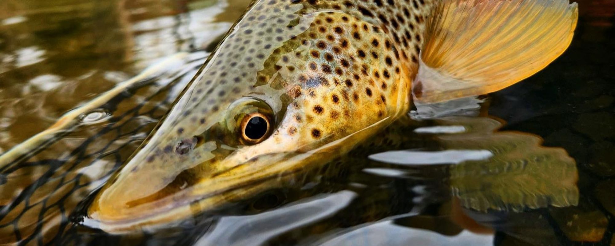 October Fly Fishing in Montana: Go Big or Go Home