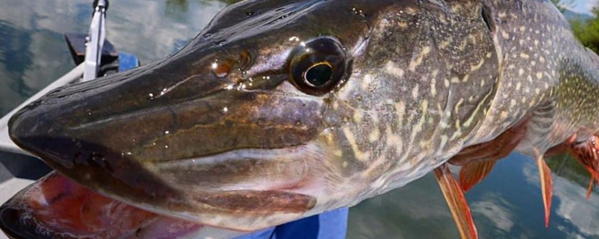 pike fishing in montana