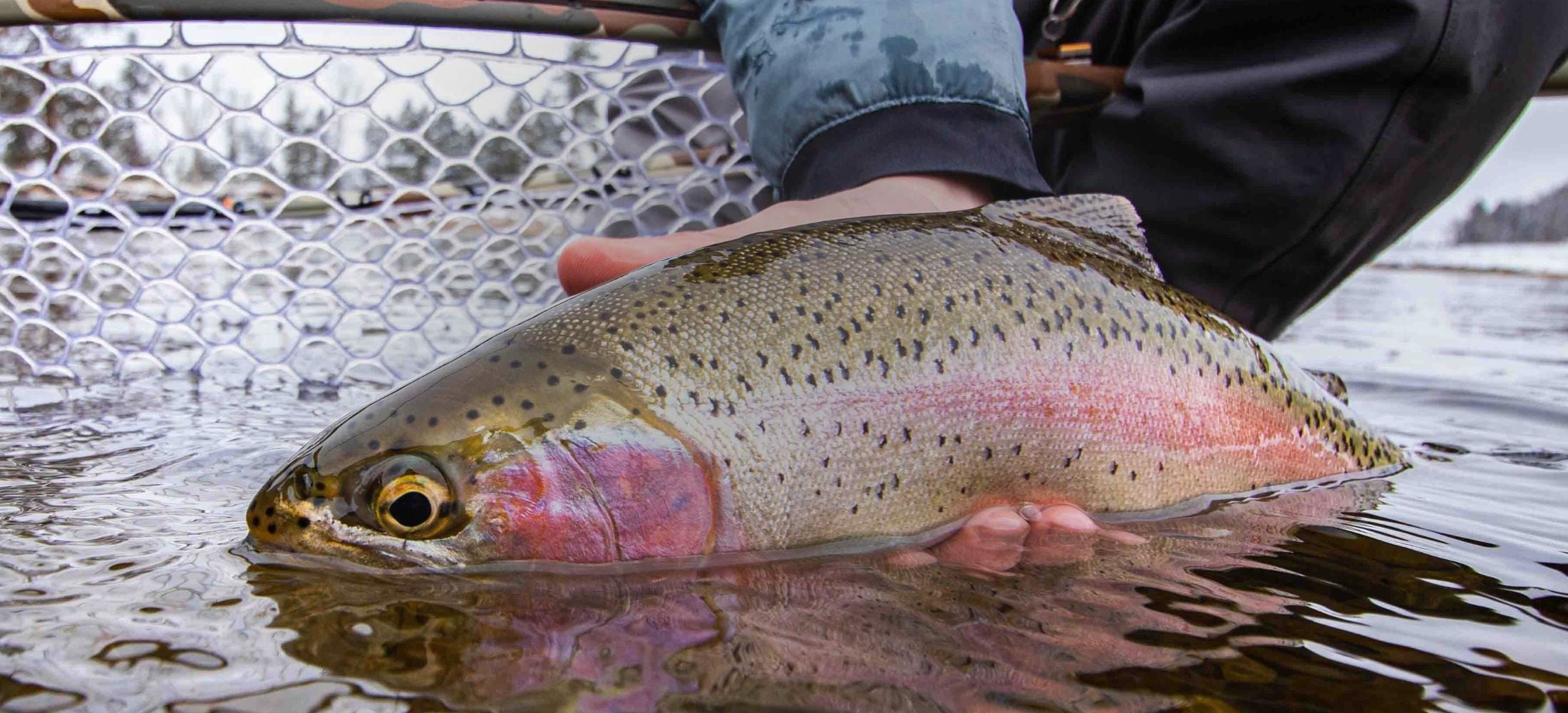Attractor Flies