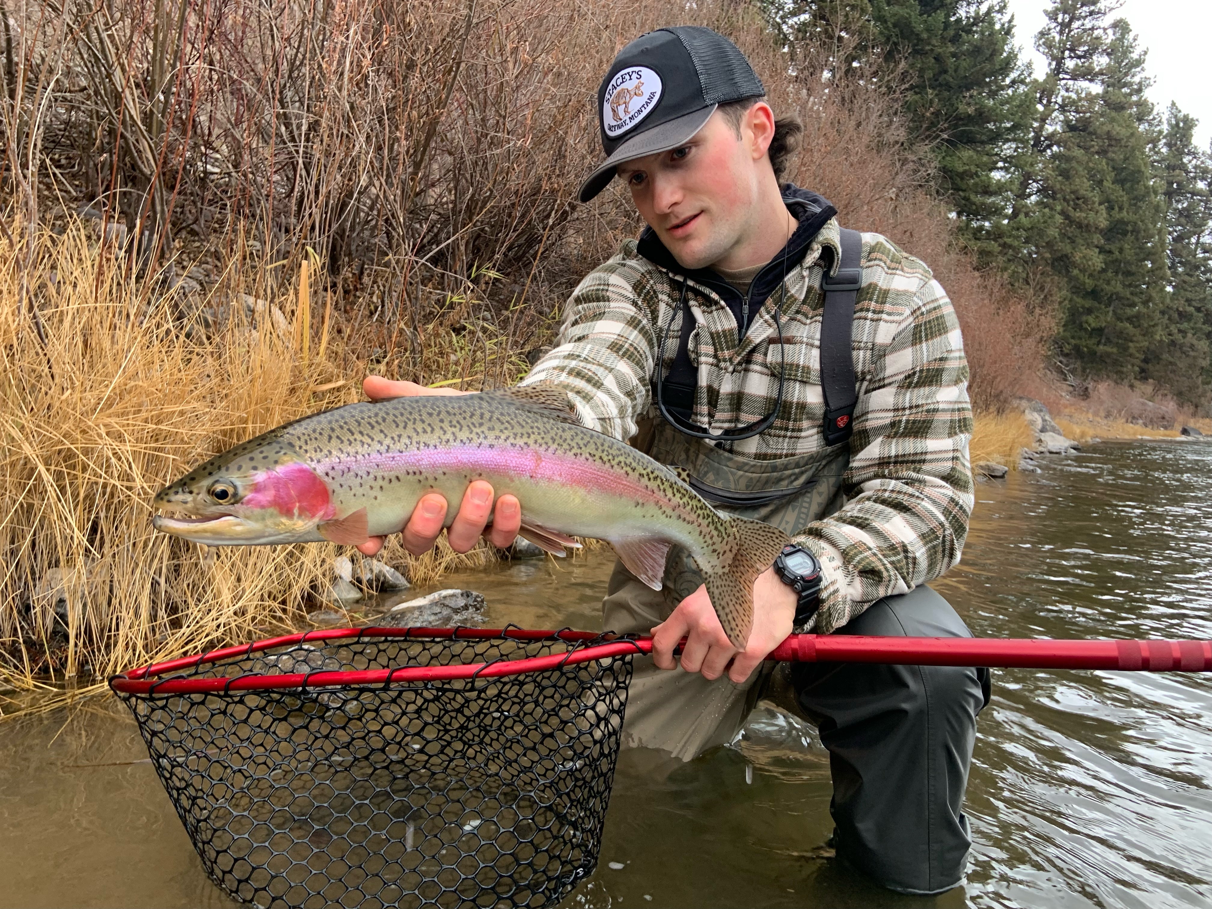 Caddis Flies