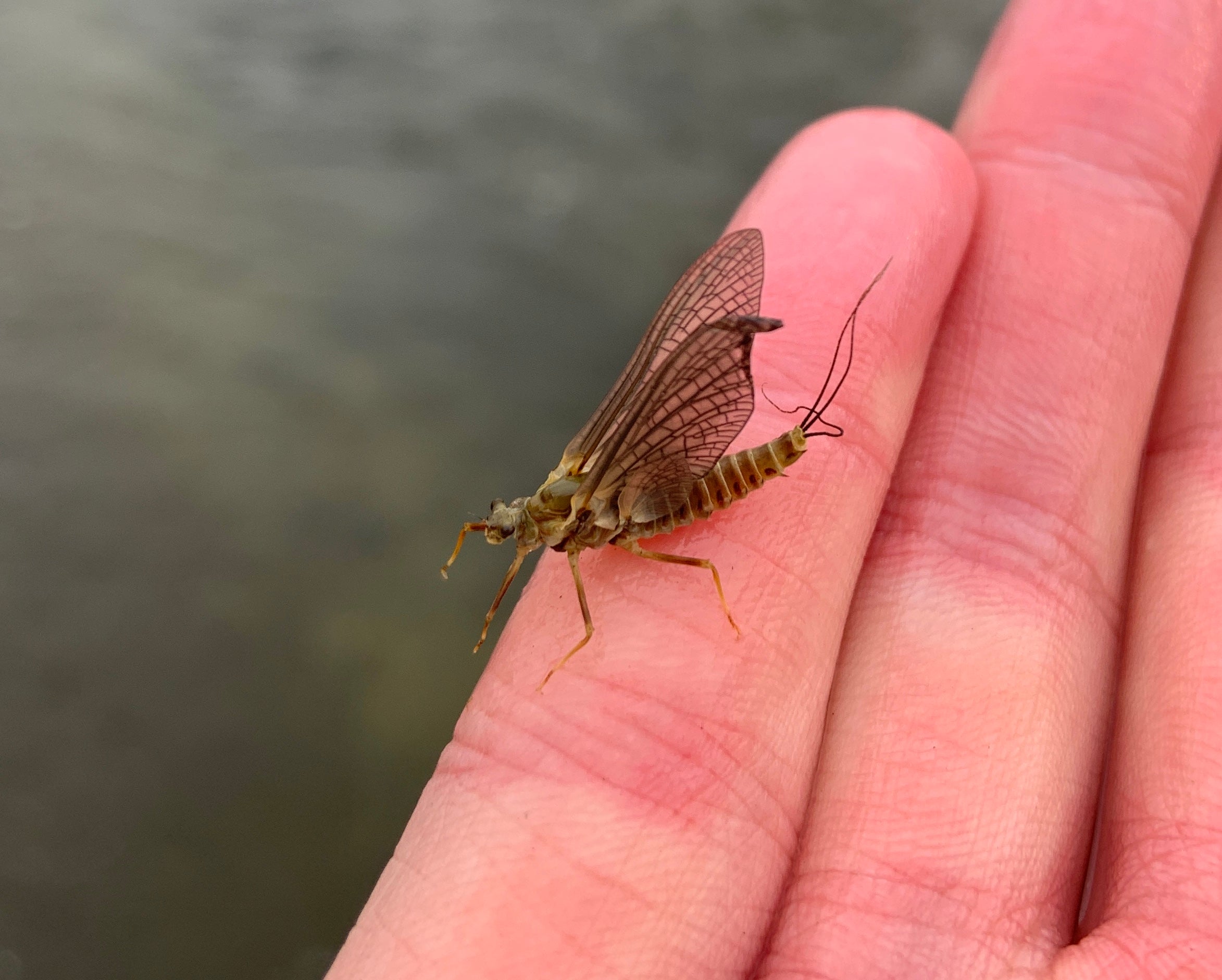 Mayfly Flies