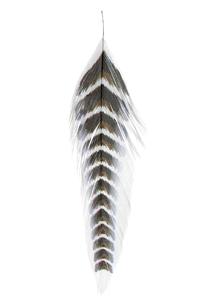 MFC Galloup's Fish Feathers- Grizzled