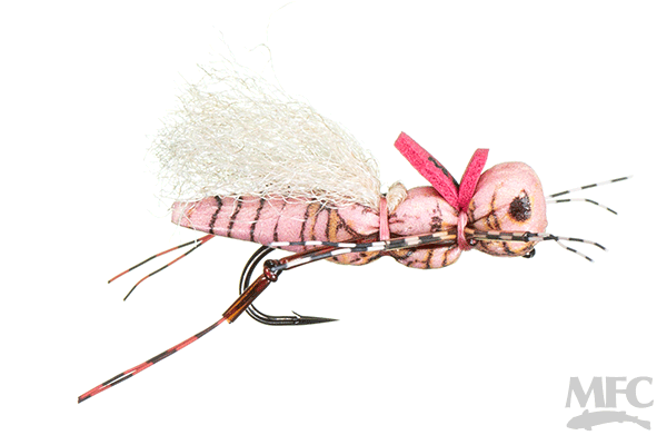MFC's KK Henneberry Hopper (6-pack)