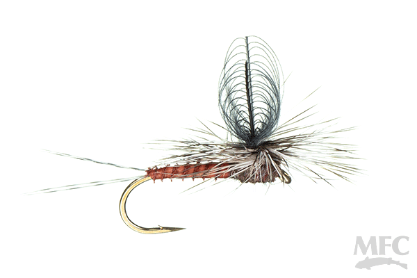 CDC Loop Wing Dun (6-pack)