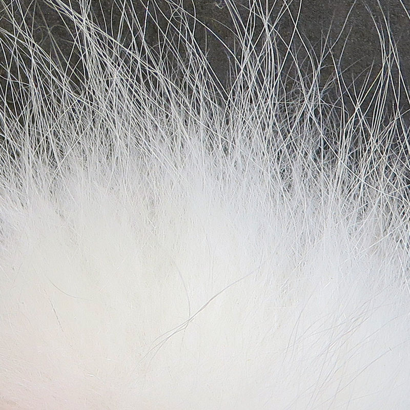 Arctic Fox Body Hair