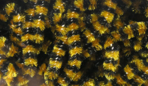 Fly Fish Food Small Stonefly Chenille