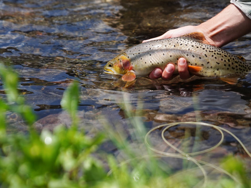 Fly fishing for yellowstone cutthroat trout