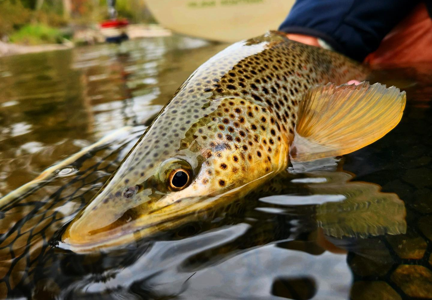 Fly fishing October in Montana