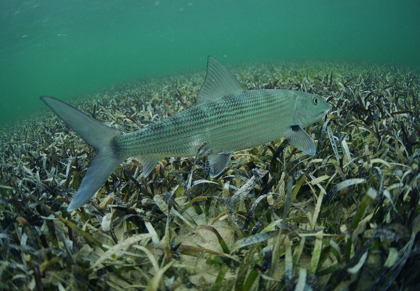bonefish swims over a bed of grass