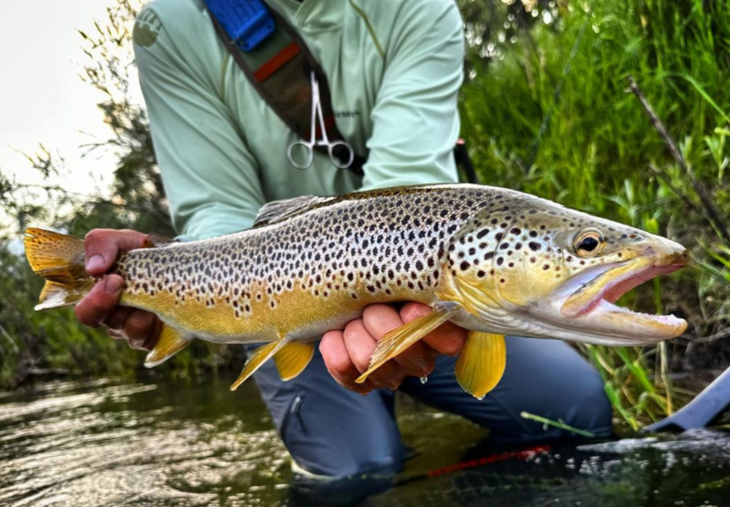 angler holds large brown trout with grassy bank in background