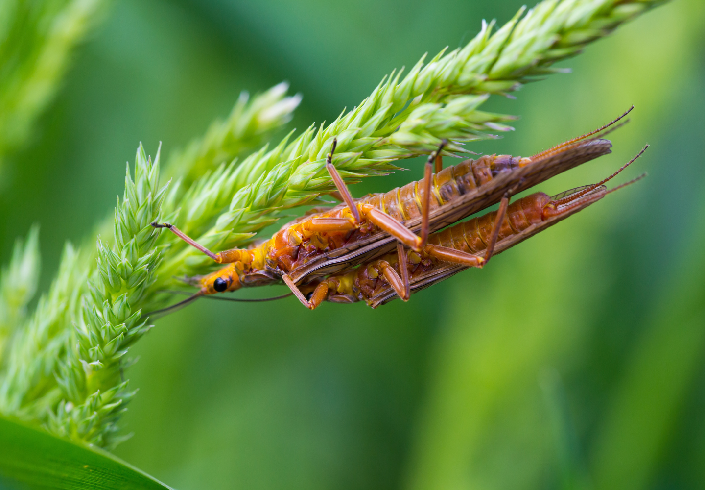 two golden stoneflies perched on a plant with a green background
