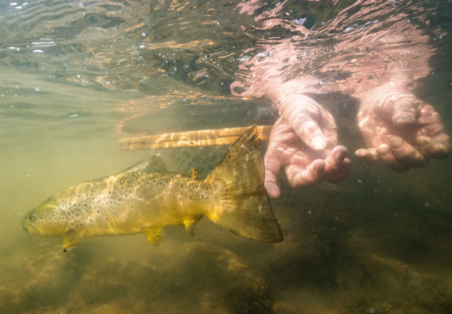 angler releases a large brown trout underwater