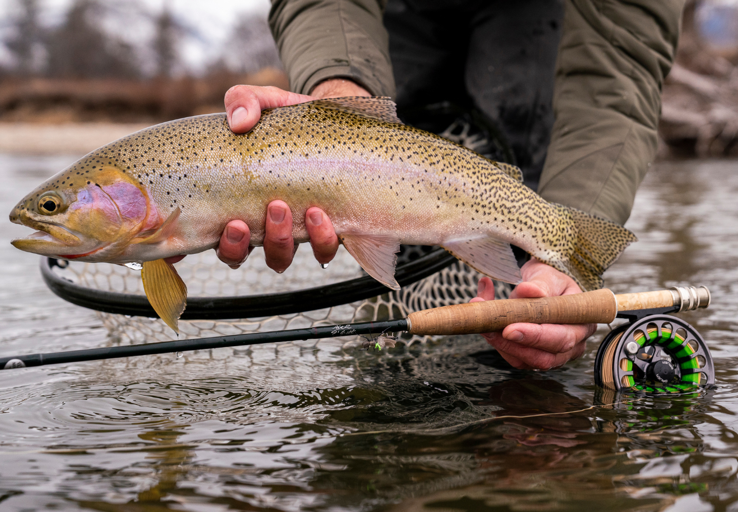 angler holds a large cutthroat trout above the river